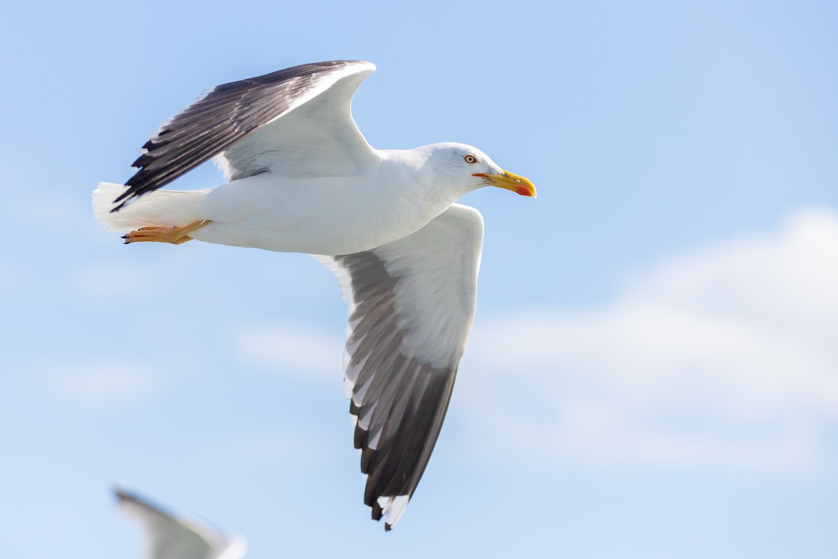 Lesser Black-backed Gull - ML357582421