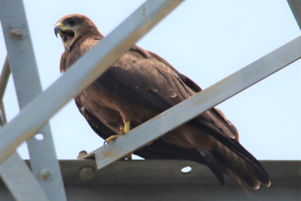 Black Kite - Ajay Sarvagnam