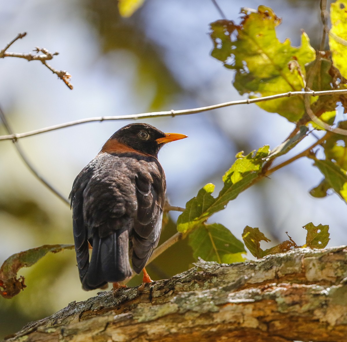 Rufous-collared Robin - ML357583061