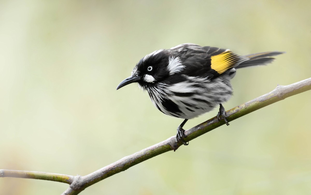 New Holland Honeyeater - ML357584681