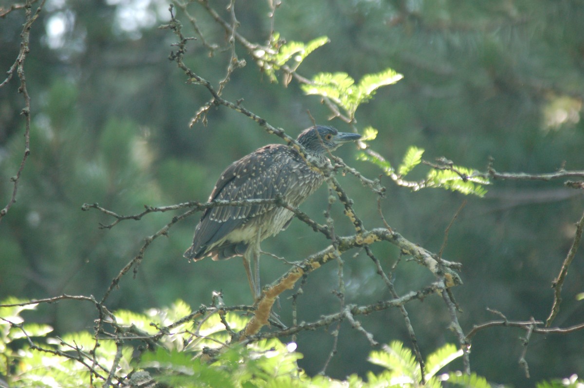 Yellow-crowned Night Heron - ML357584711