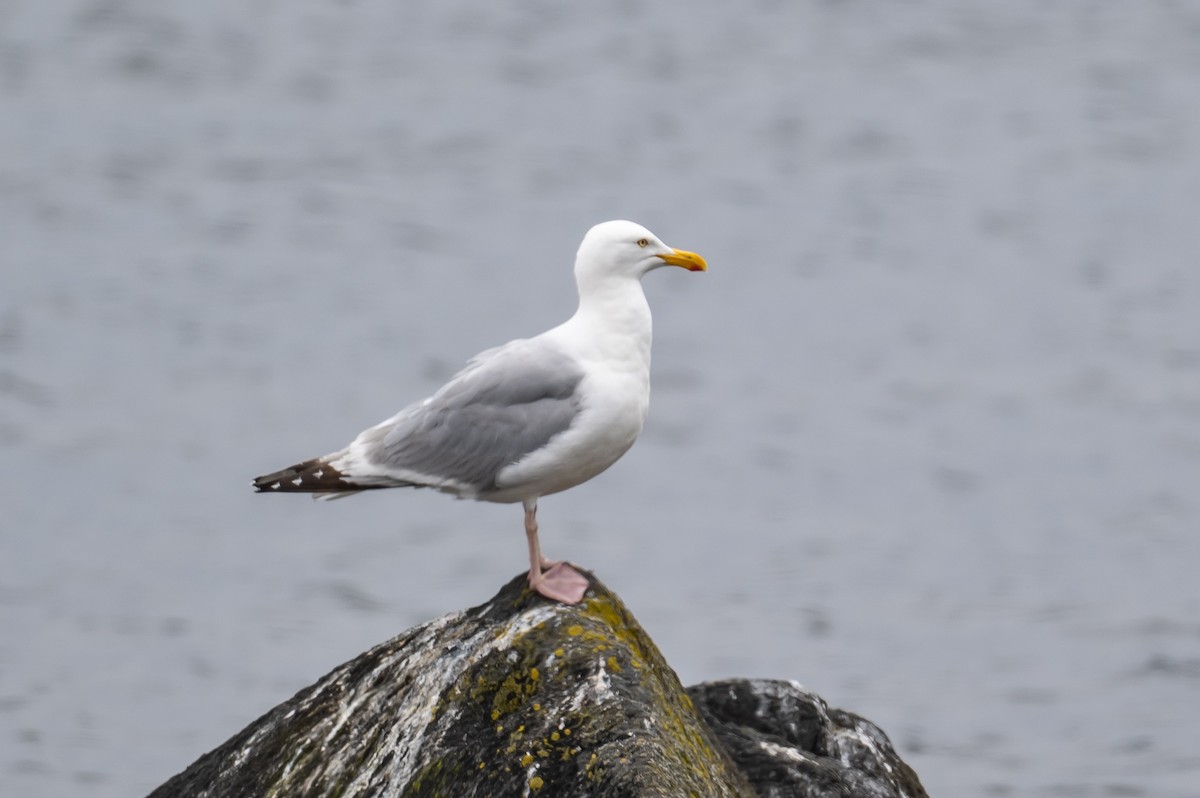 Herring Gull - ML357584751