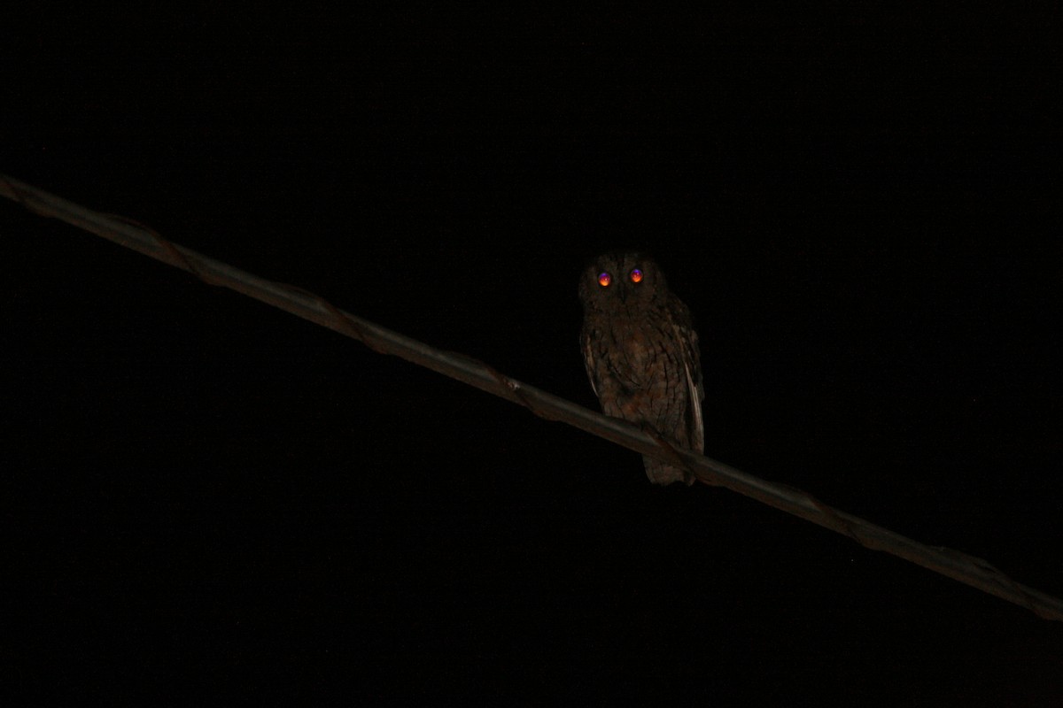 Eurasian Scops-Owl - ML357587451