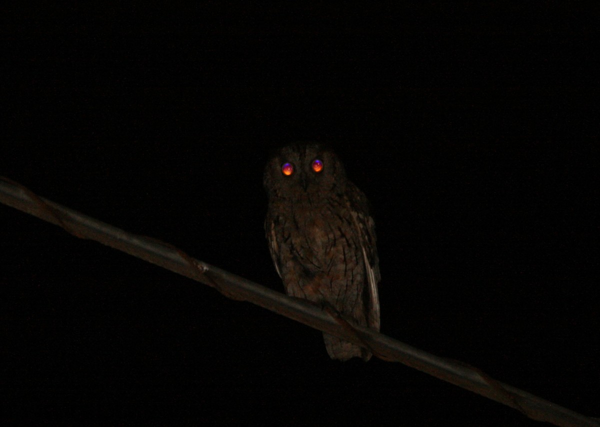 Eurasian Scops-Owl - ML357587511