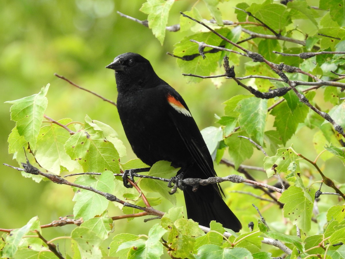 Red-winged Blackbird - ML357587991