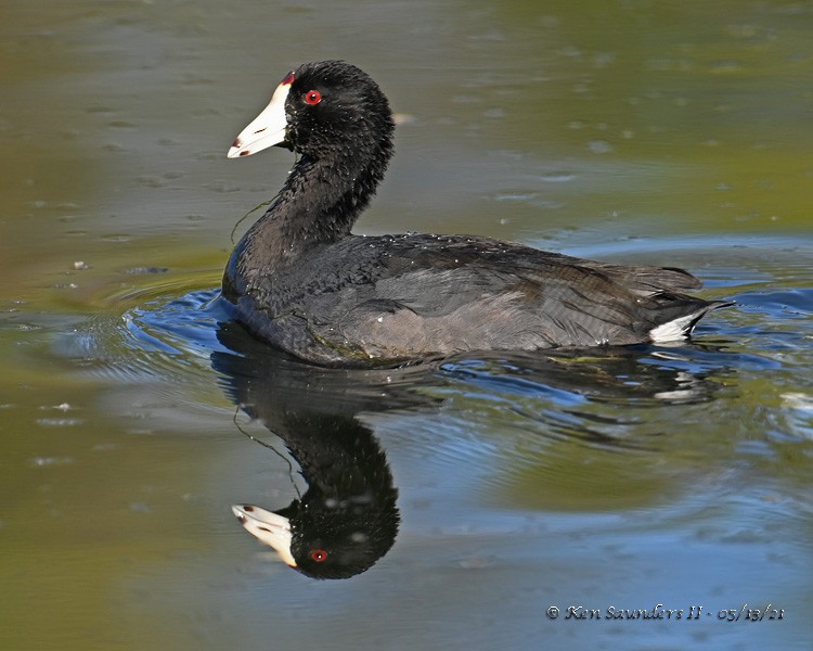 American Coot - ML357589901