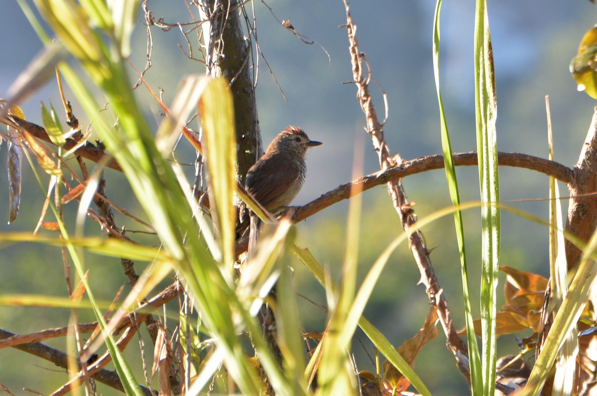 Rufous-capped Antshrike (Southern) - ML357591741