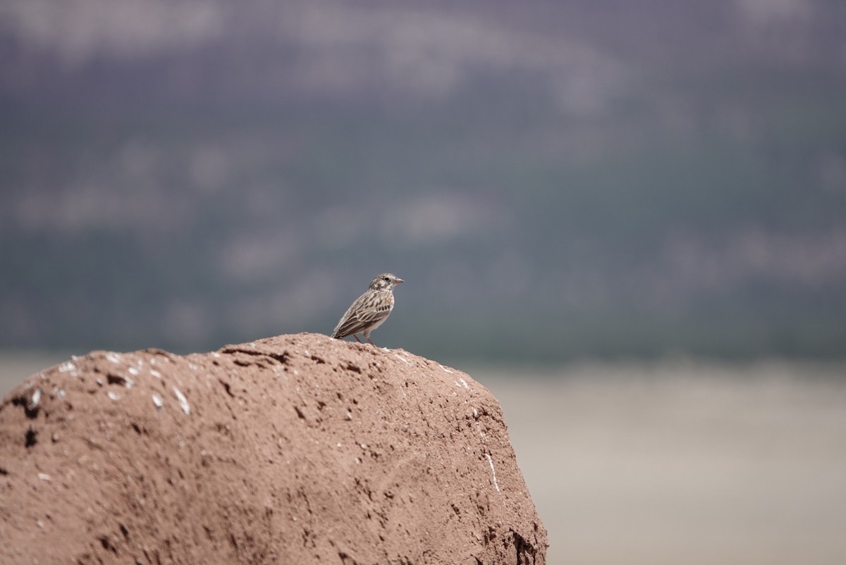 Vesper Sparrow - ML357592191