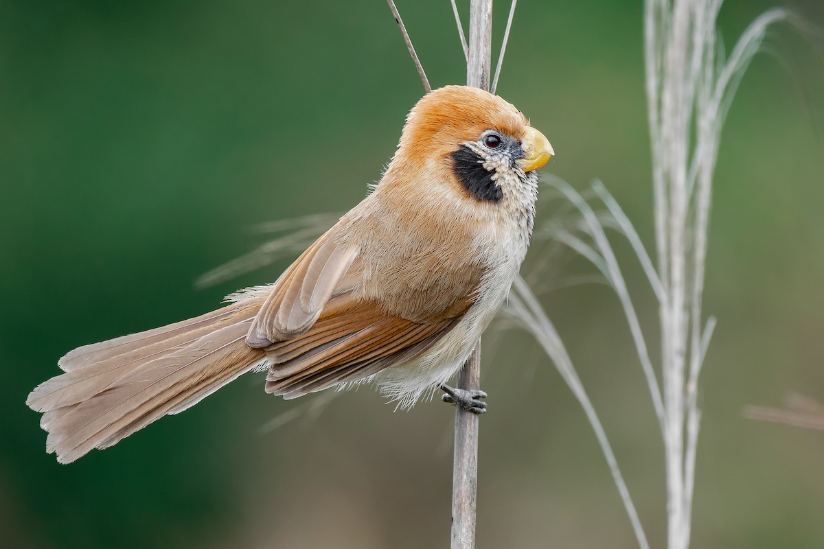 Paradoxornis fléché - ML357592601