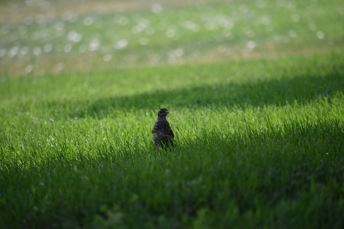 American Robin - Hayley Lester