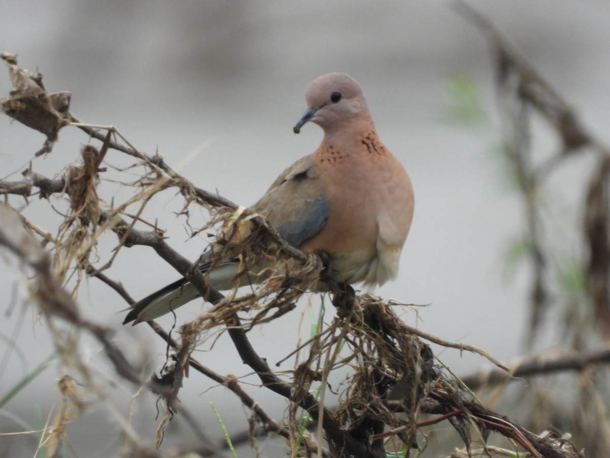 Laughing Dove - ML357594061