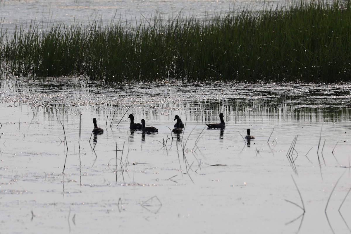 American Coot - ML357596031