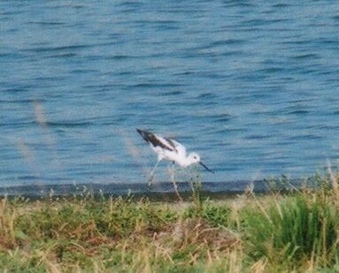 American Avocet - Kenneth G.D. Burrell