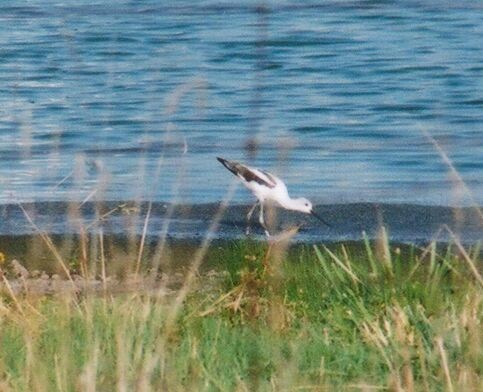 Avoceta Americana - ML35759871