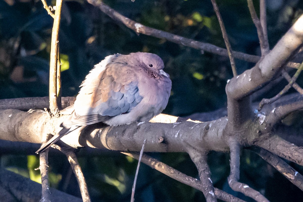 Laughing Dove - ML357599081