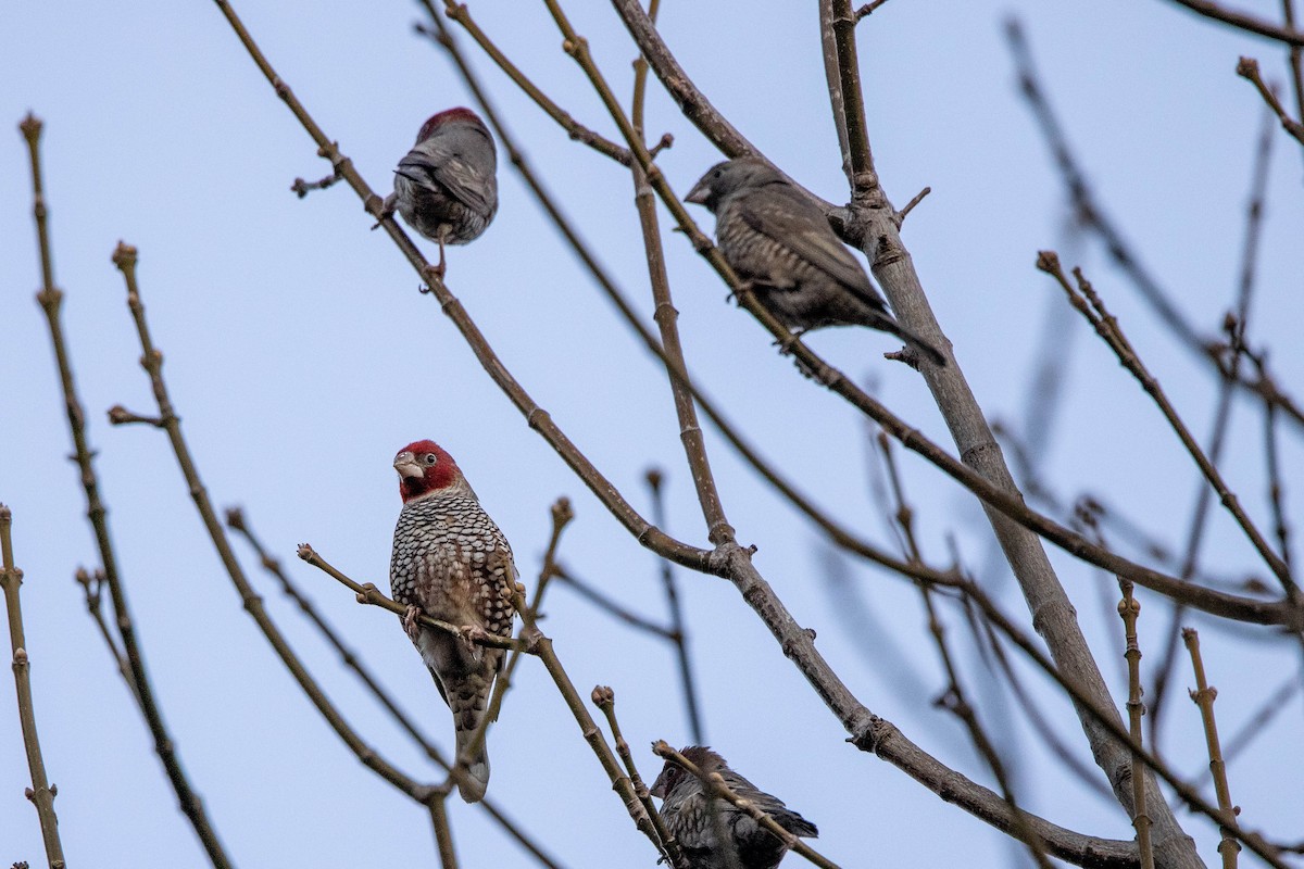 Red-headed Finch - ML357599291