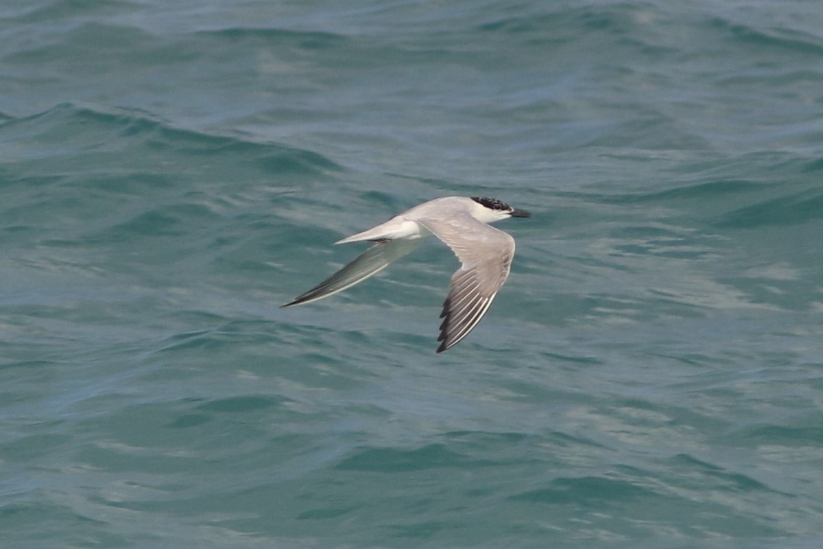 Gull-billed Tern - ML357599321