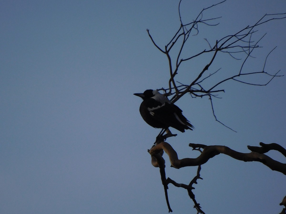 Australian Magpie - ML357600431