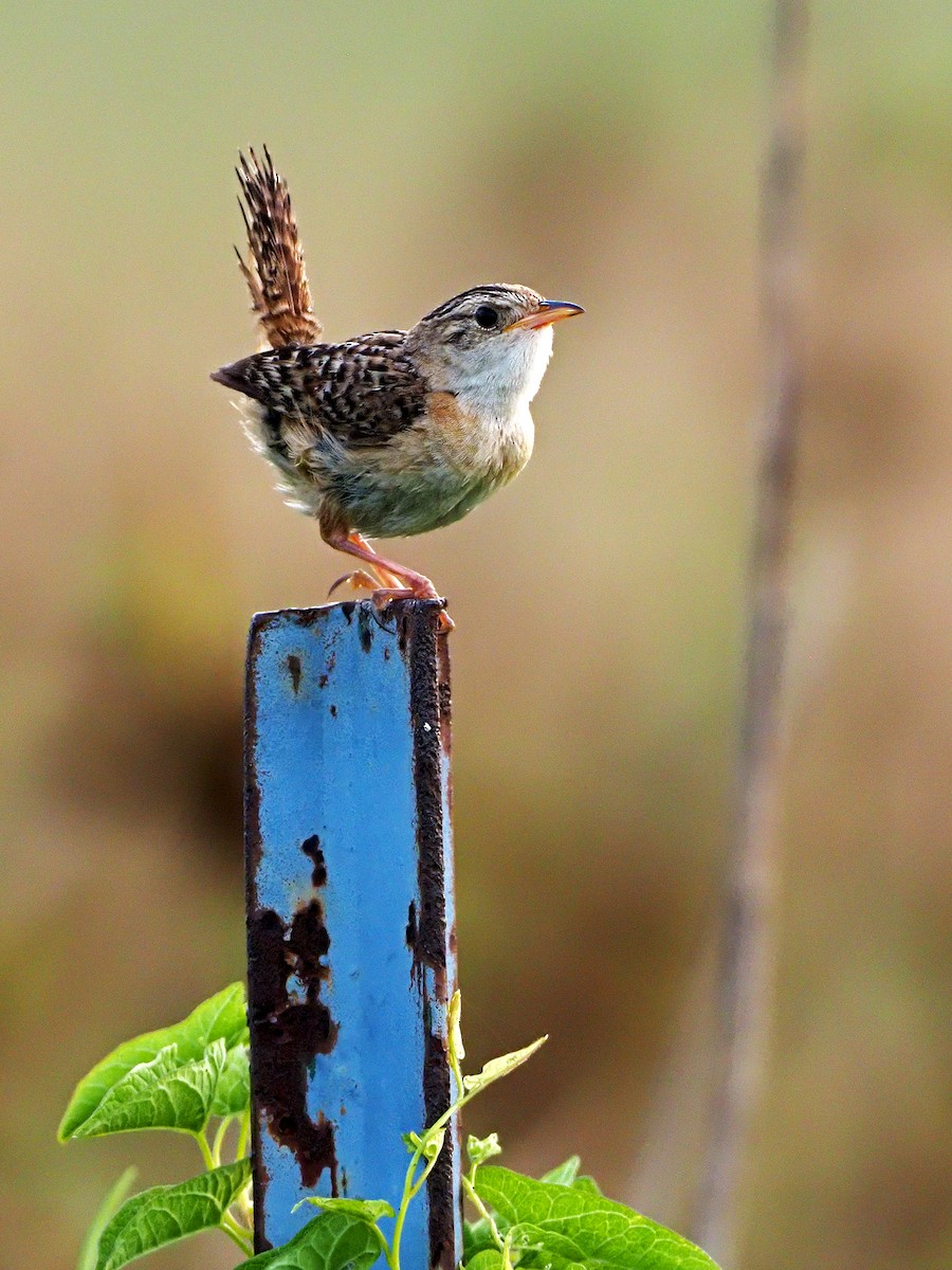 Sedge Wren - ML357600441