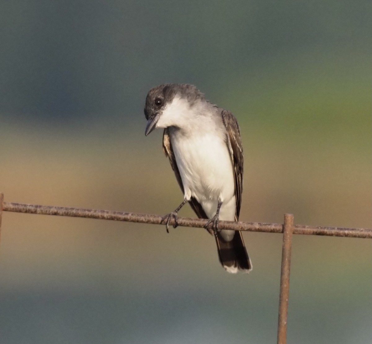 Eastern Kingbird - ML357600451