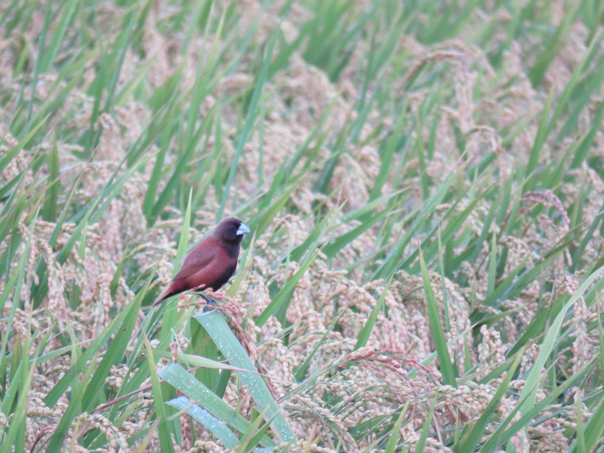 Chestnut Munia - ML357600811