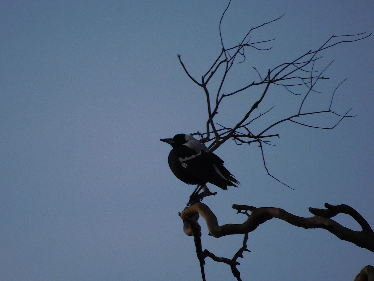 Australian Magpie - ML357600841