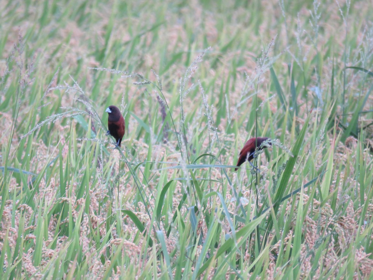 Chestnut Munia - ML357600891