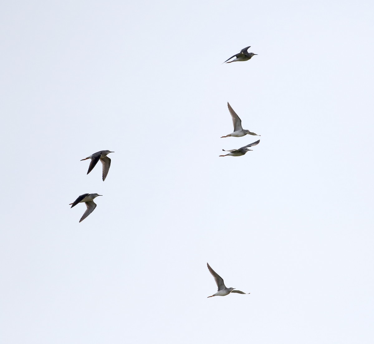 Lesser Yellowlegs - Jay McGowan