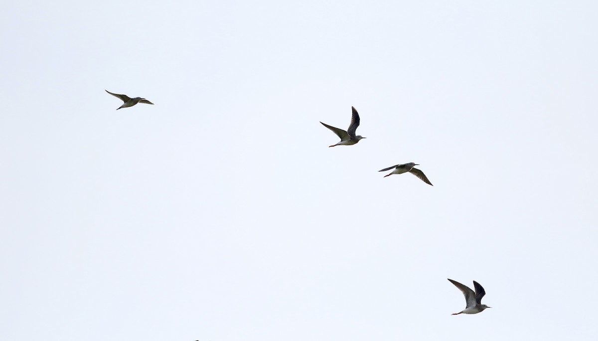 Lesser Yellowlegs - ML35760201