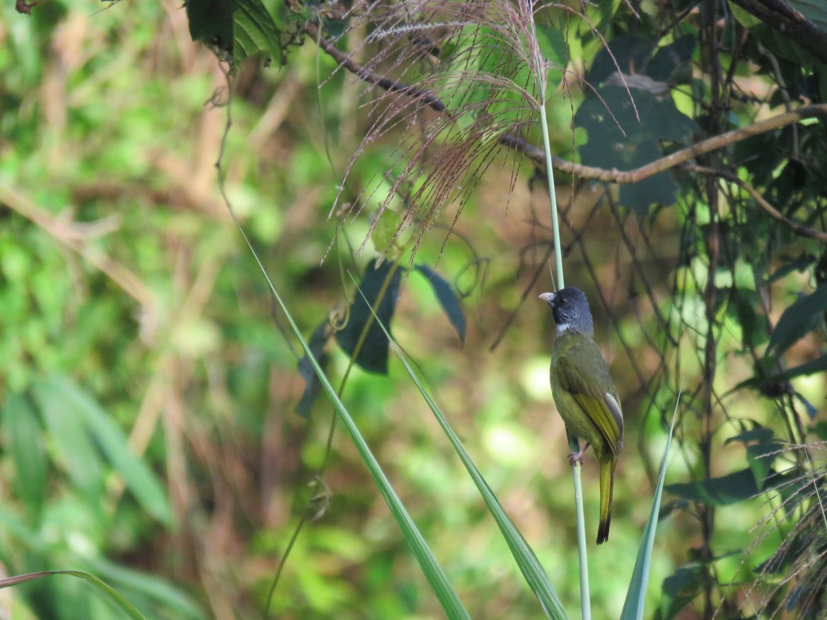 Collared Finchbill - ML357602231