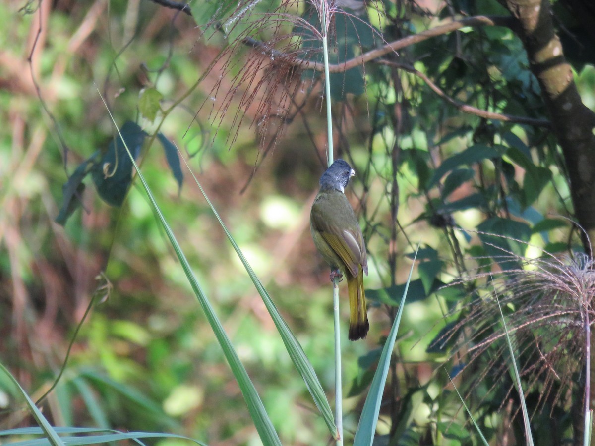 Collared Finchbill - ML357602241