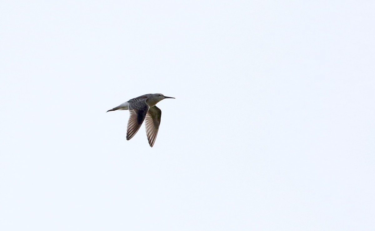 Stilt Sandpiper - Jay McGowan