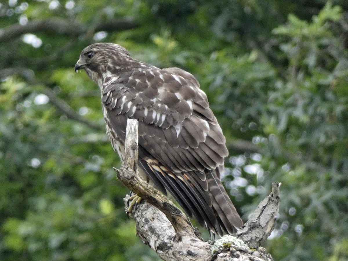 Red-tailed Hawk - ML357602731