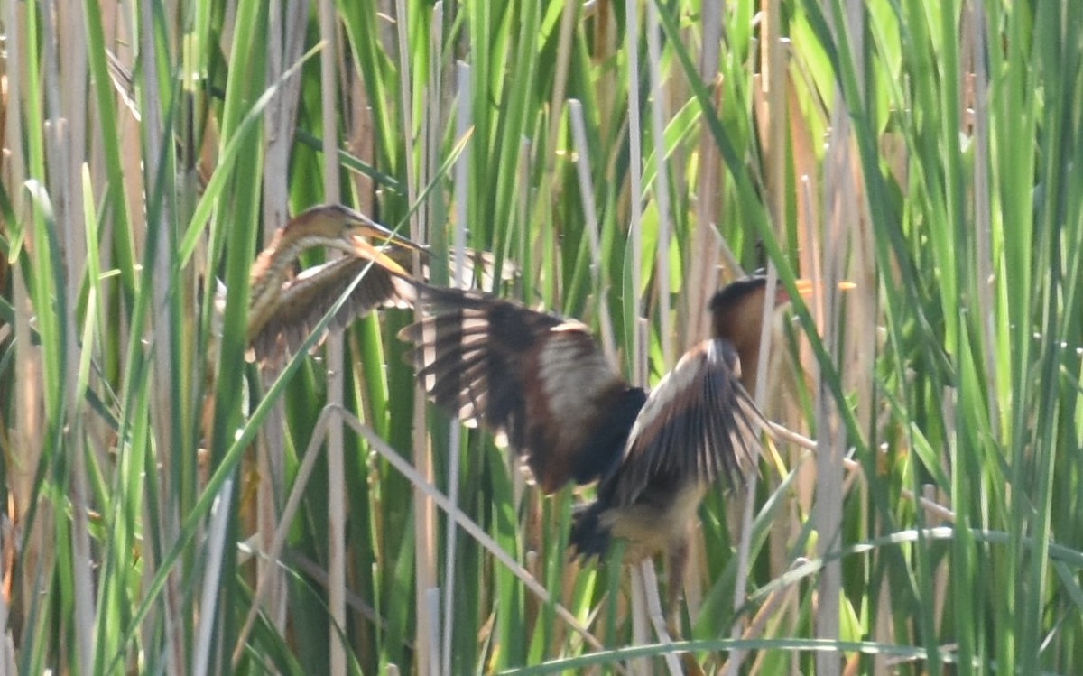 Least Bittern - ML357608311