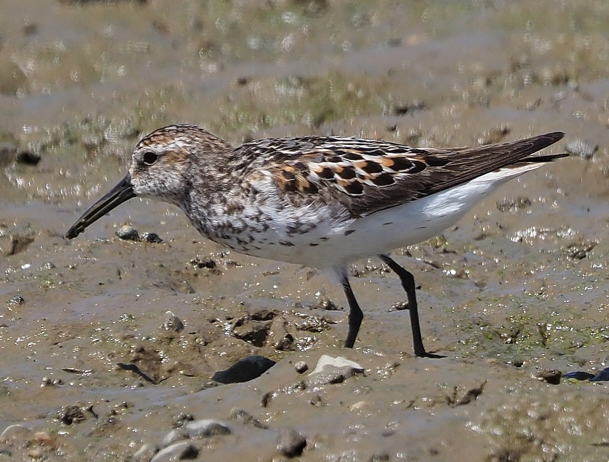 Western Sandpiper - Aidan Brubaker