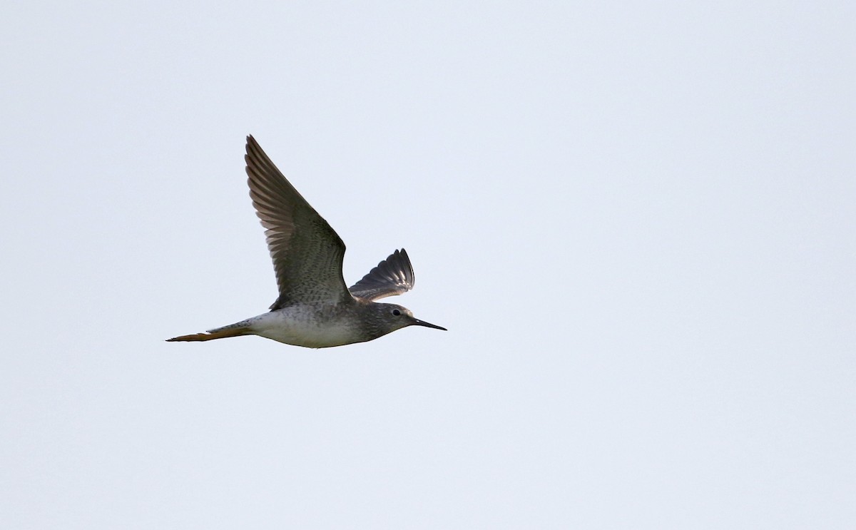 Lesser Yellowlegs - Jay McGowan