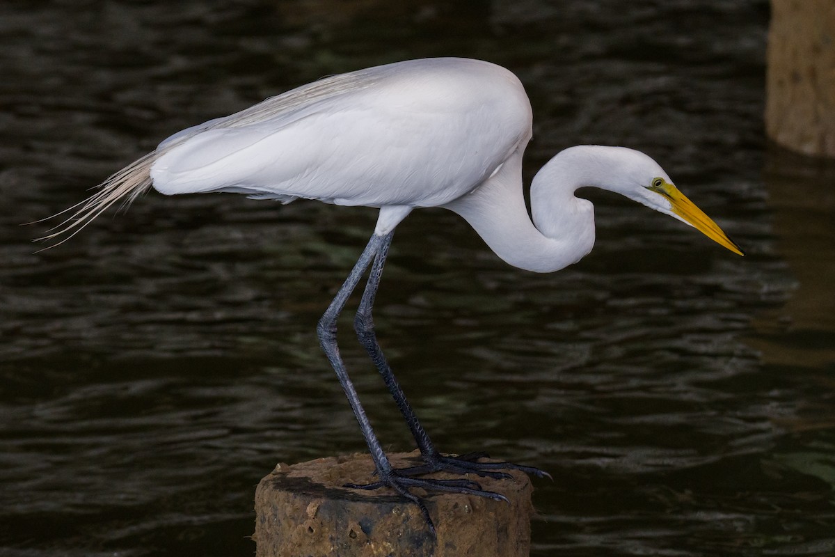 Great Egret - Annie Chen