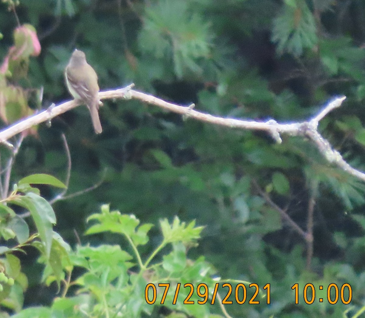 Alder Flycatcher - Ted Purcell