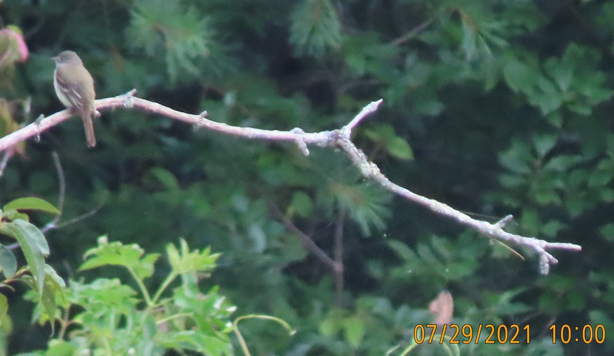 Alder Flycatcher - Ted Purcell