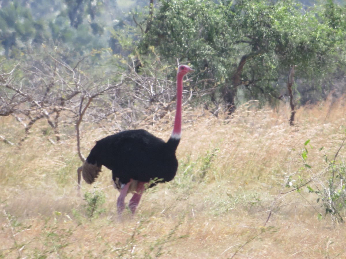 Common Ostrich - ML357611511