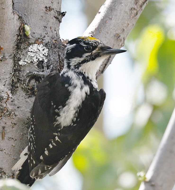 American Three-toed Woodpecker - John Lewis
