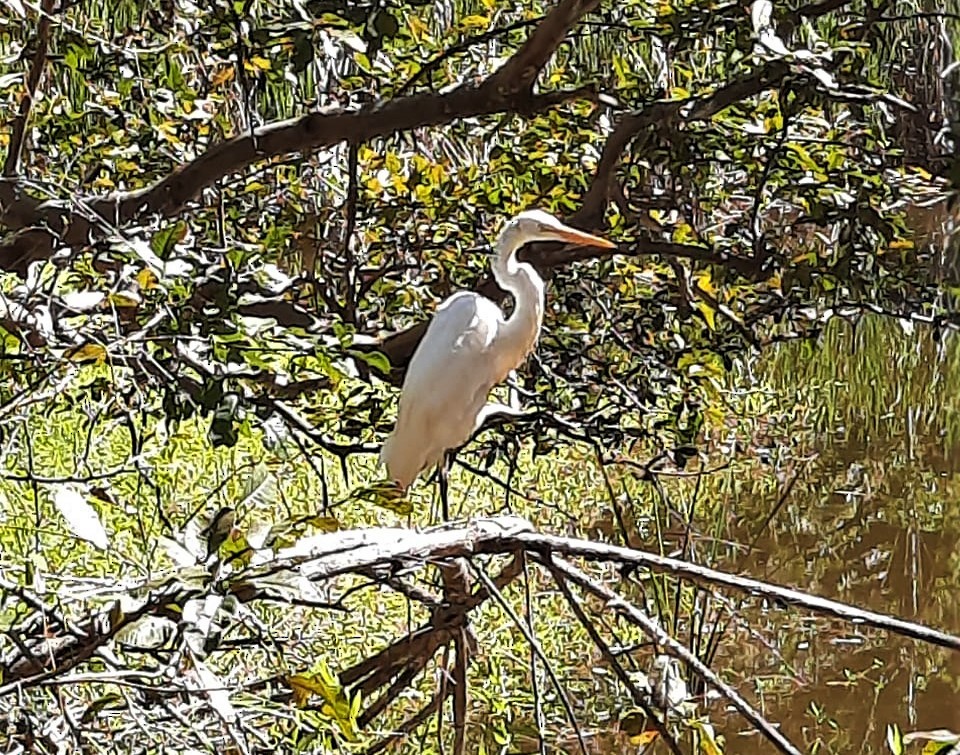 Great Egret - ML357613321