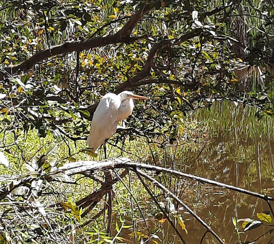 Great Egret - ML357613331