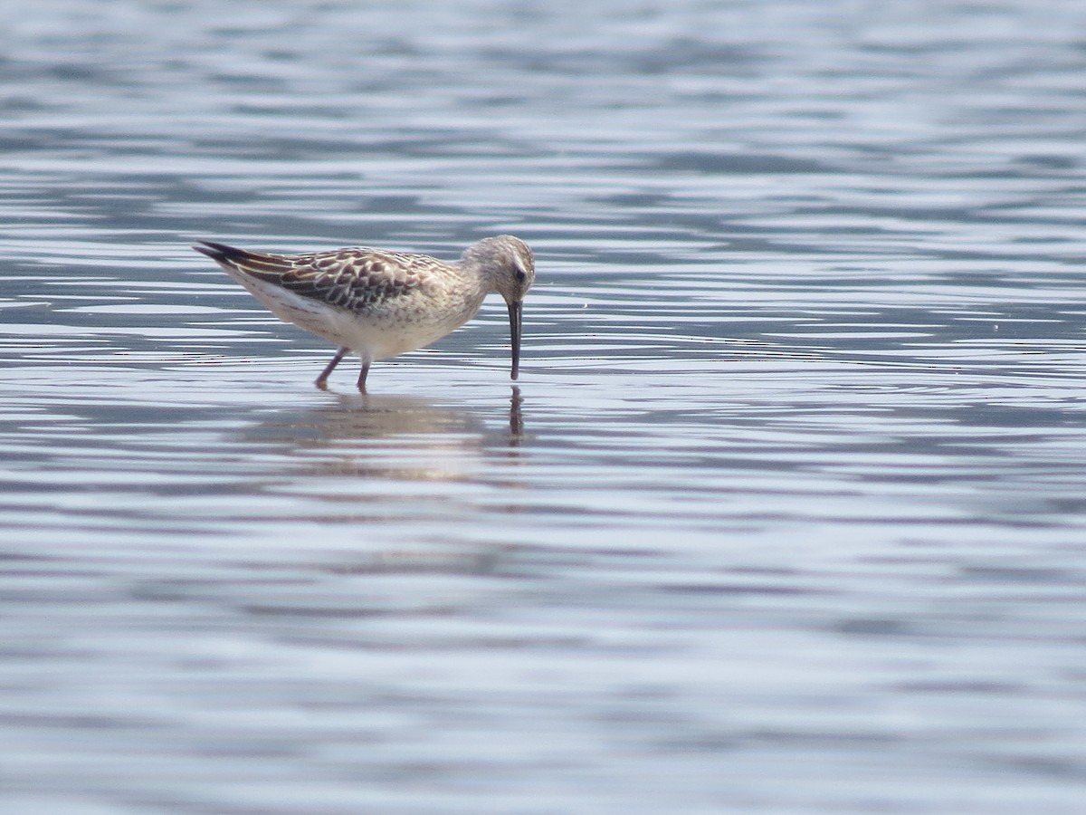 Stilt Sandpiper - ML35761841