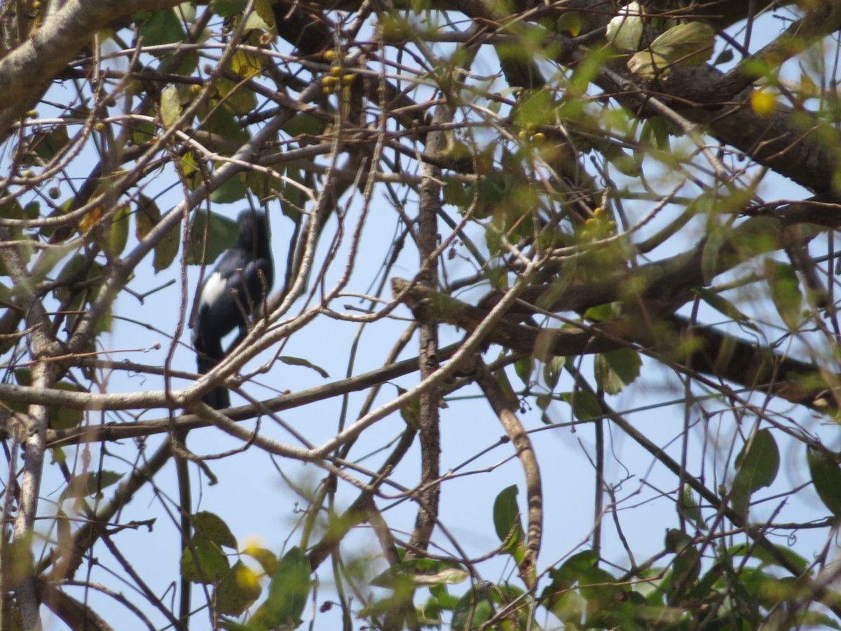 Black-breasted Barbet - ML357618541