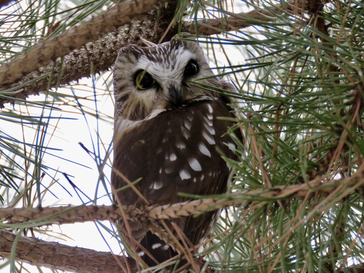 Northern Saw-whet Owl - Lisa Owens