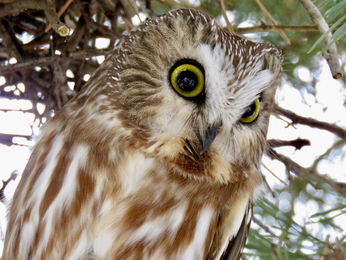 Northern Saw-whet Owl - Lisa Owens