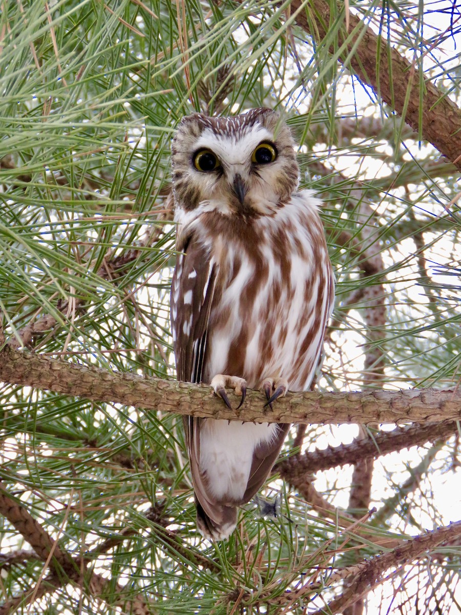 Northern Saw-whet Owl - Lisa Owens