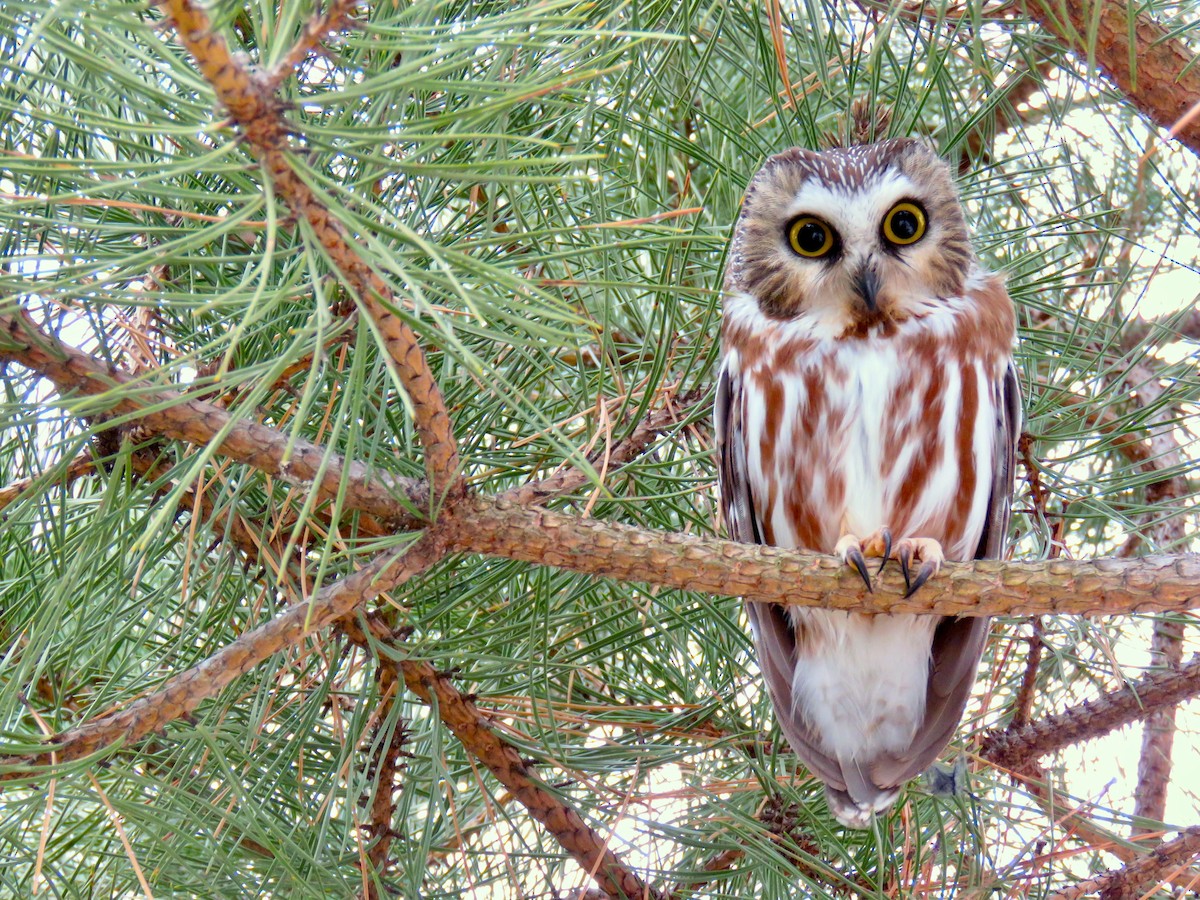 Northern Saw-whet Owl - Lisa Owens