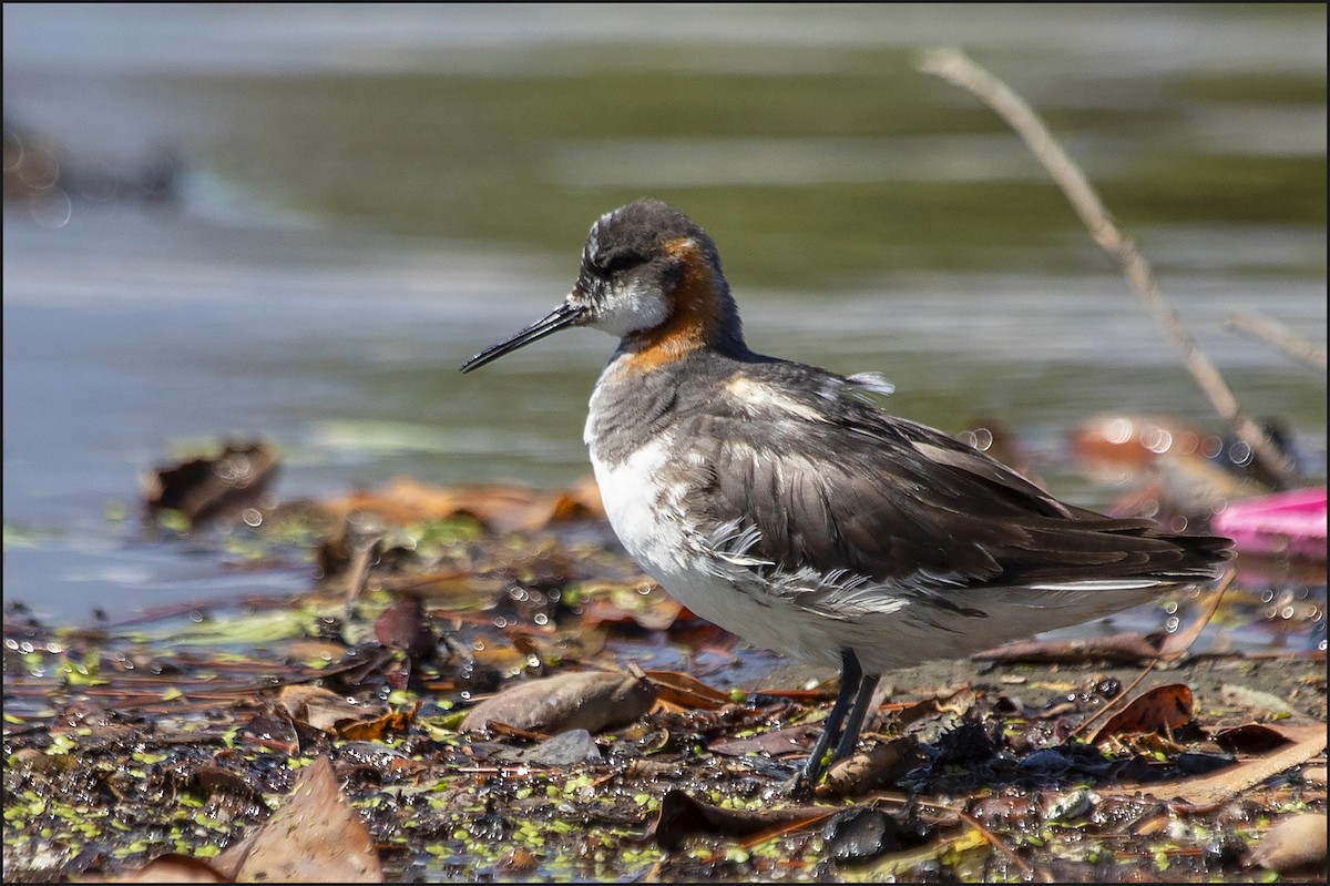 Red-necked Phalarope - ML357620891